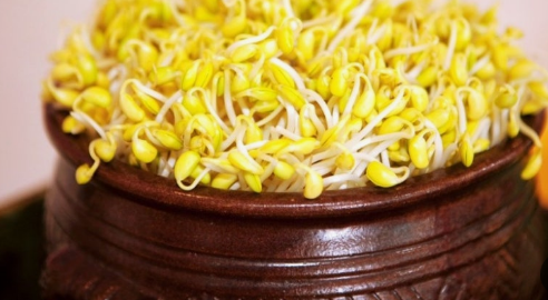 콩나물 재배법 관리 요리 사진