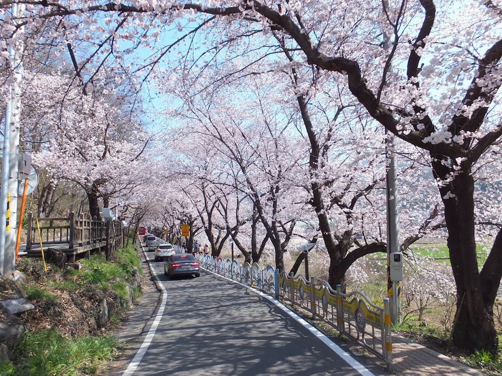 봄철 벚꽃이 만개한 도로 풍경, 남부와 내륙 벚꽃 명소를 대표하는 이미지
