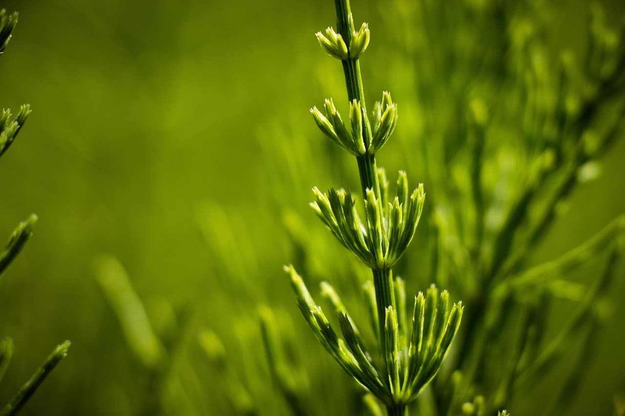 백출(白朮)과 창출(蒼朮)의 소화 개선 효과와 장 건강 연구
