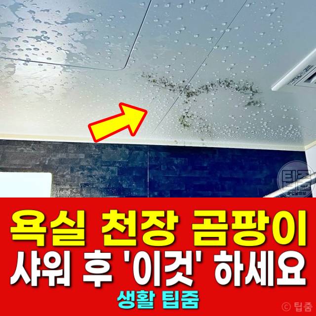 욕실 천장 곰팡이 제거 샤워 환풍기 켜기 결로