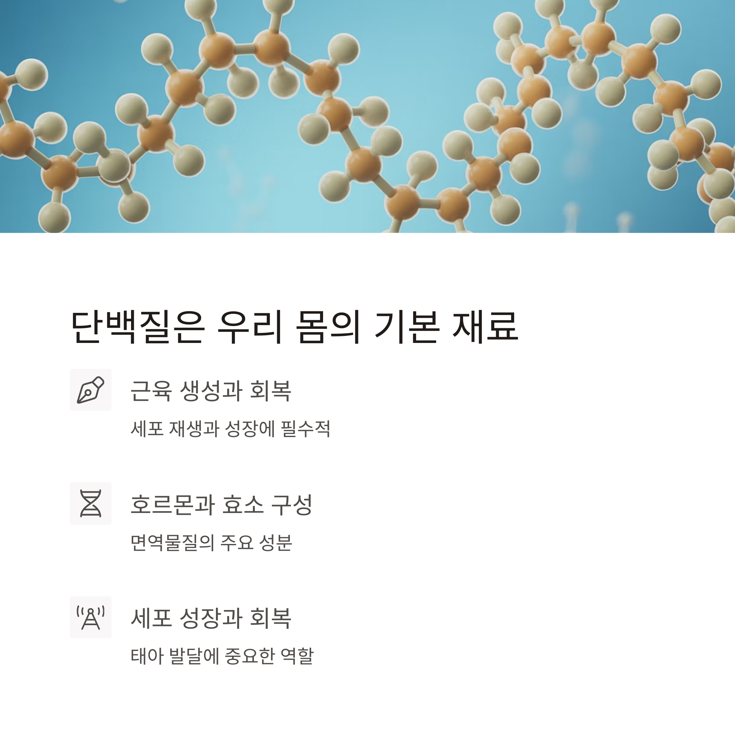 단백질이 우리 몸의 기본 재료임을 설명하며, 근육 생성, 호르몬 구성, 세포 성장에 필수적인 역할을 소개한 이미지