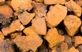 차가버섯의 효능 알아보기