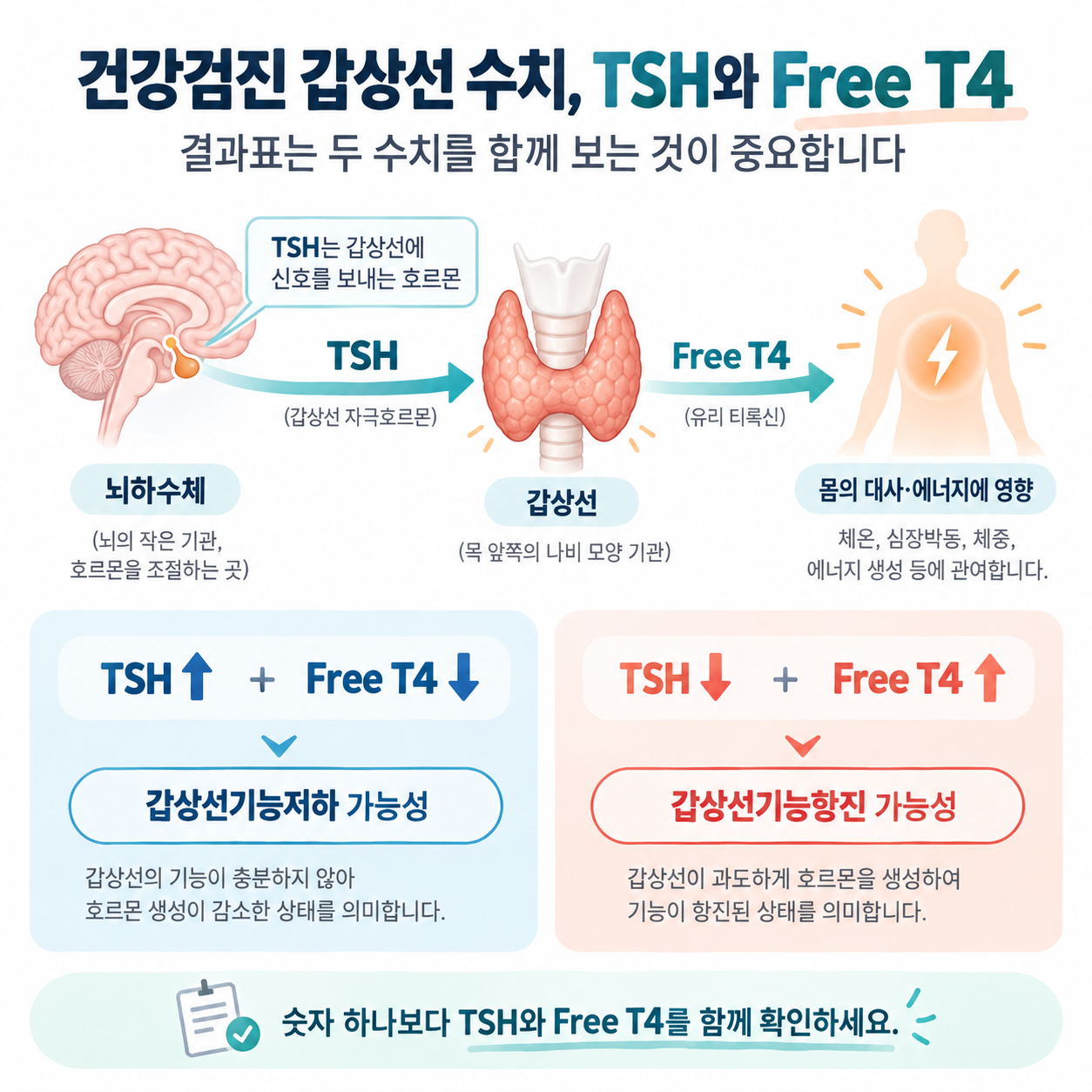 TSH와 갑상선호르몬의 조절 관계를 설명하는 그림
