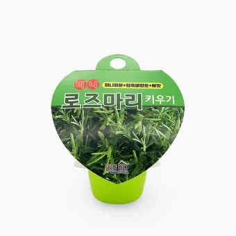 로즈마리 물주기 가지치기 환기관리 햇빛배치 주방 허브로 인기_3