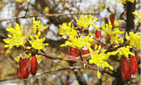 이천 백사 산수유 꽃 축제, 2025년 봄꽃 축제, 경기도 꽃 축제, 이천 가볼 만한 곳, 봄 여행지 추천, 산수유 마을, 국내 꽃놀이 명소, 이천 백사면 여행, 봄꽃 개화 시기, 산수유 축제 일정, 가족 여행 추천, 이천 맛집 추천, 경기도 드라이브 코스, 봄 피크닉 명소, 이천 전통시장