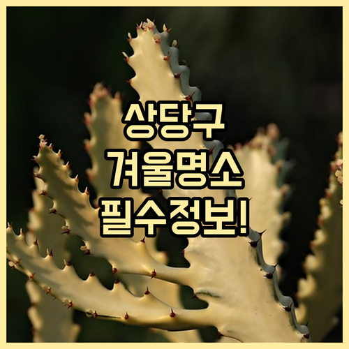청주 상당구 겨울 명소 추천 및 방문..