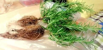 로즈마리 재배 삽목 번식 배수성 좋은 흙 관리_10