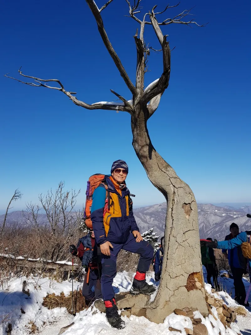 강원도 태백산 주목나무