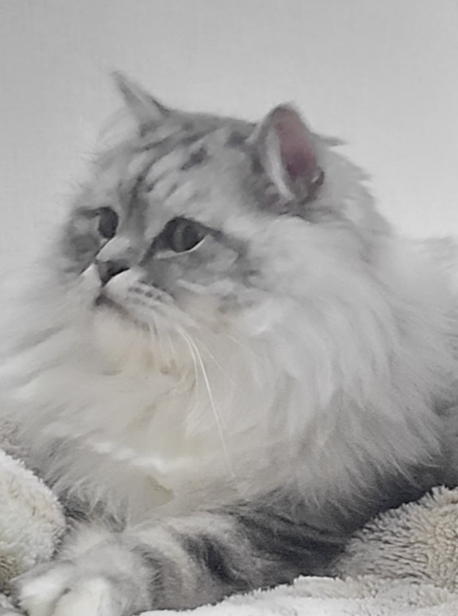 고양이가 먹을수 있는 과일