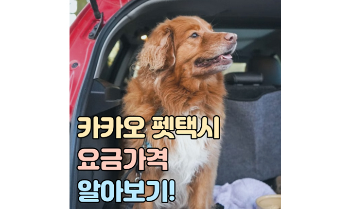카카오 펫택시 요금가격 강아지 고양이 썸네일