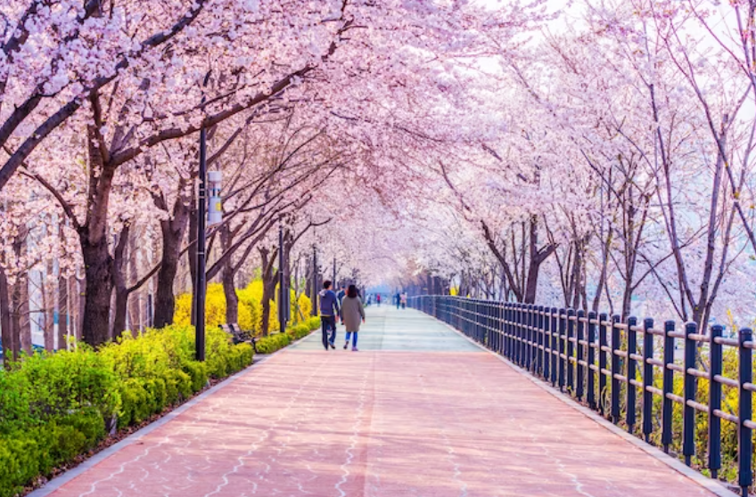 2024 벚꽃 개화시기 : 벚꽃 축제 일정, 축제 명소, 진해 군항제