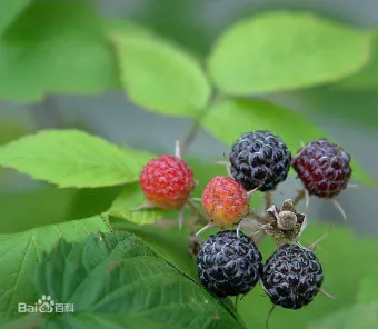 라즈베리 재배 지주 설치 가지 전정 순 지르기_9
