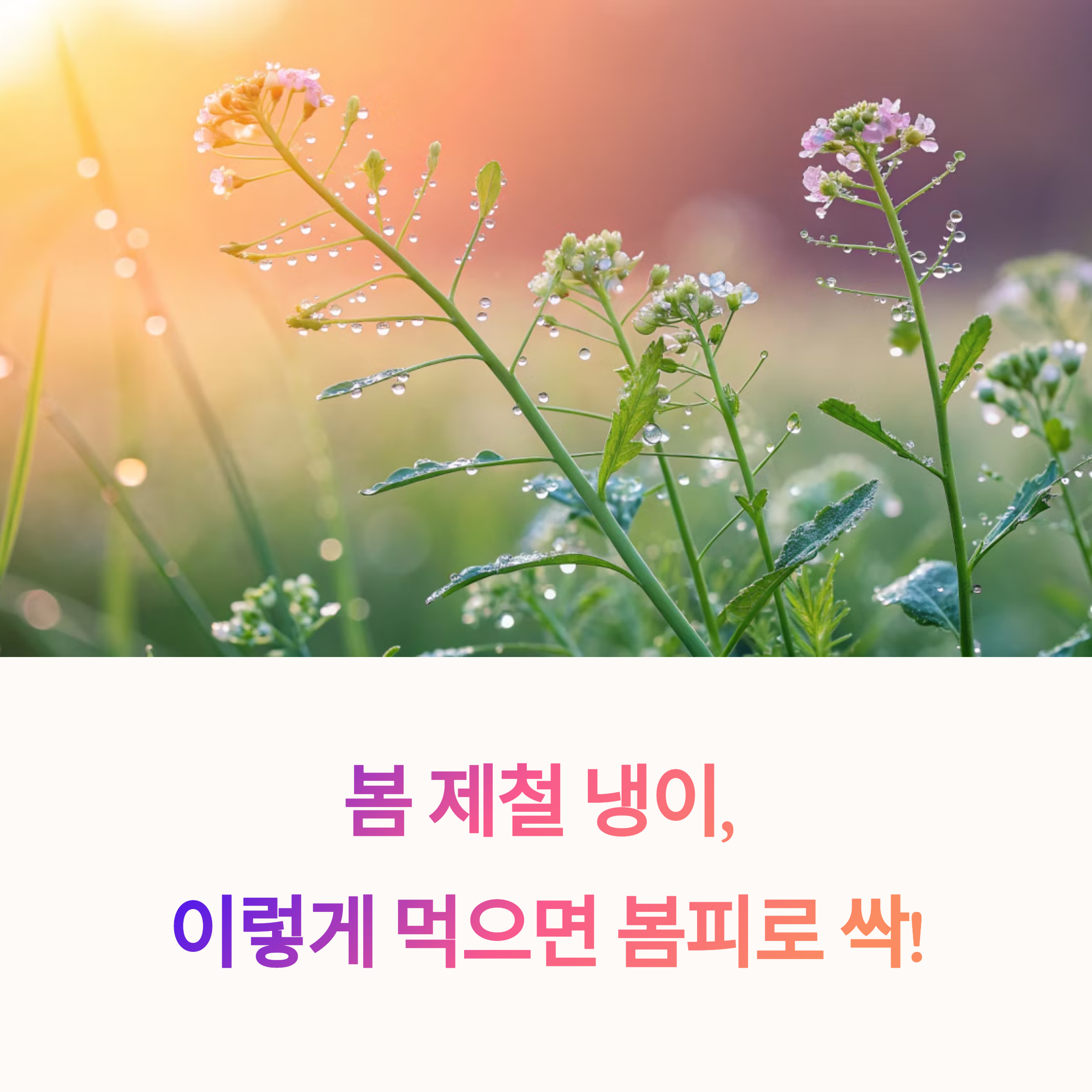 봄 제철 냉이, 이렇게 먹으면 봄피로 싹! 냉이된장국부터 냉이무침까지