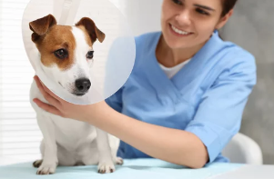 암컷 강아지 중성화/출처:어도비스톡