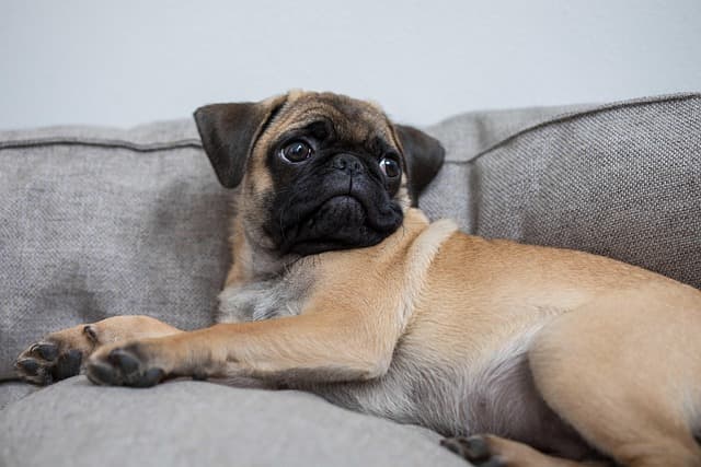 canine atopic dermatitis