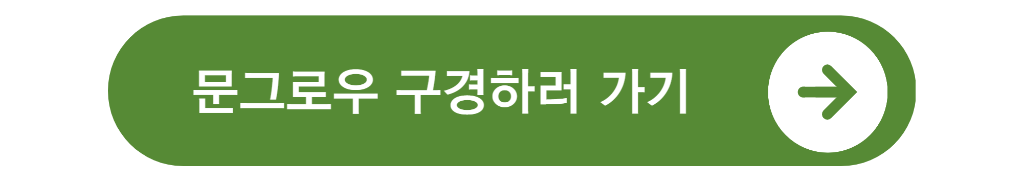 측백나무 종류와 가격