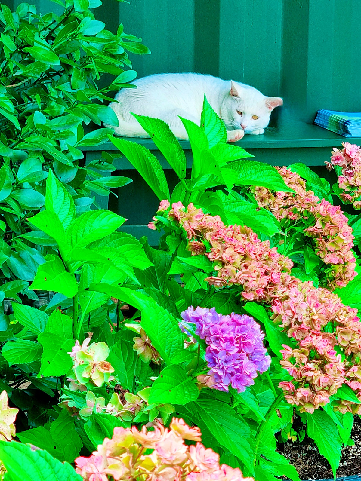 충남 당진 아미미술관: 현대미술, 수국, 야외 조형물, 인스타그램 감성 포토존