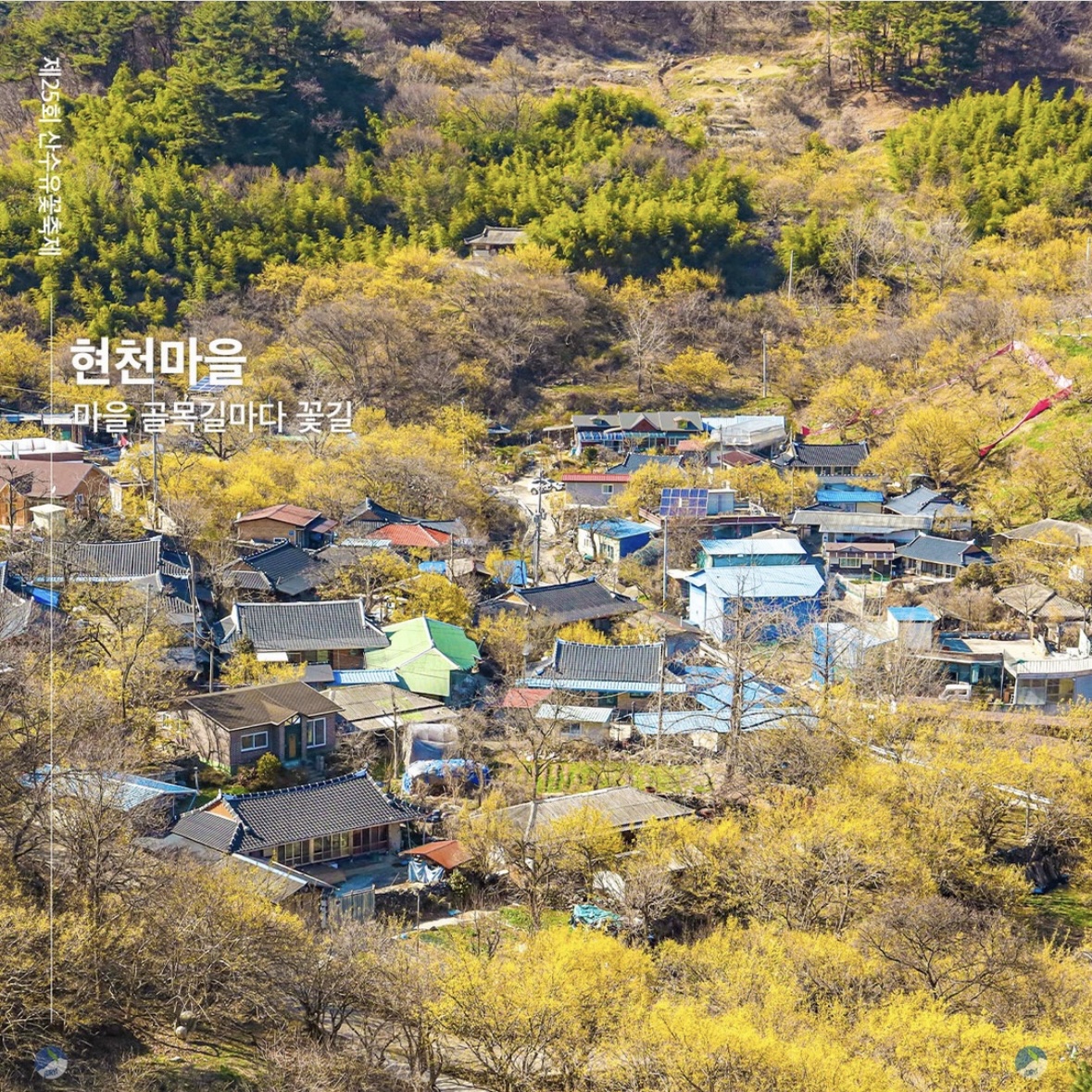 구례 산수유축제