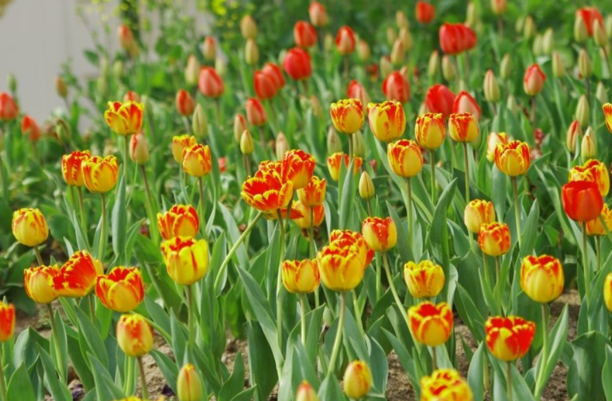 에버랜드 튤립 축제 꽃밭