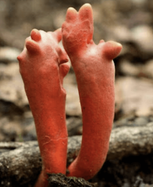 붉은사슴뿔버섯