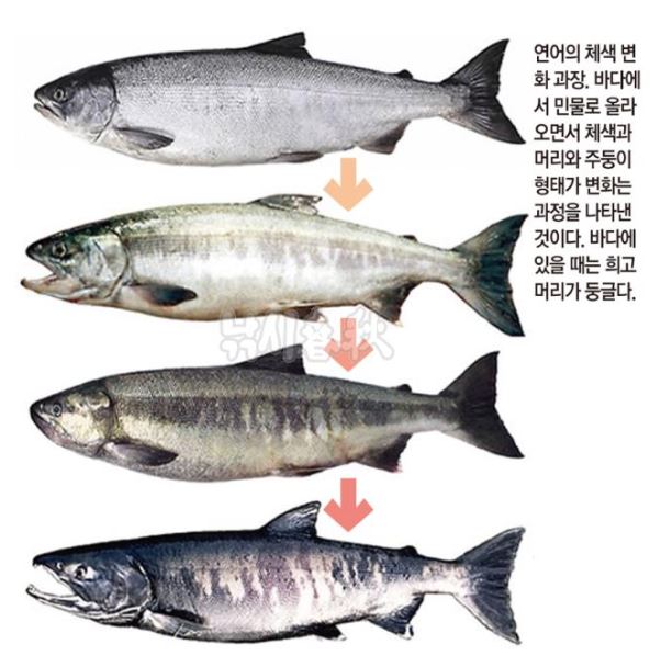 연어