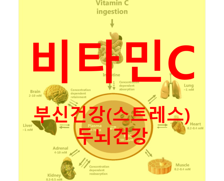 비타민C Main