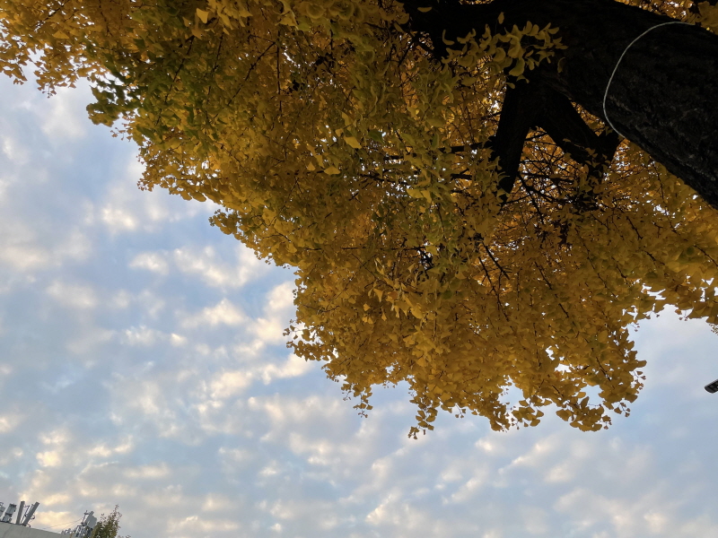 ํ์ด๊ทธ๋ผ์ด๋ ์ ๋นต์