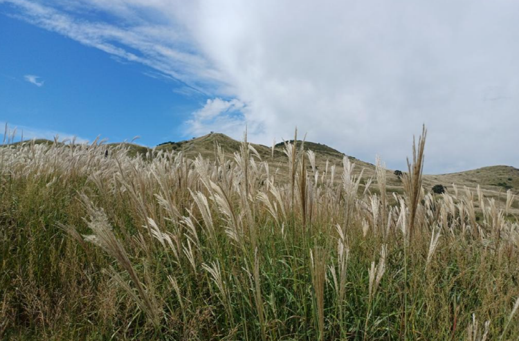 황매산 억새축제
