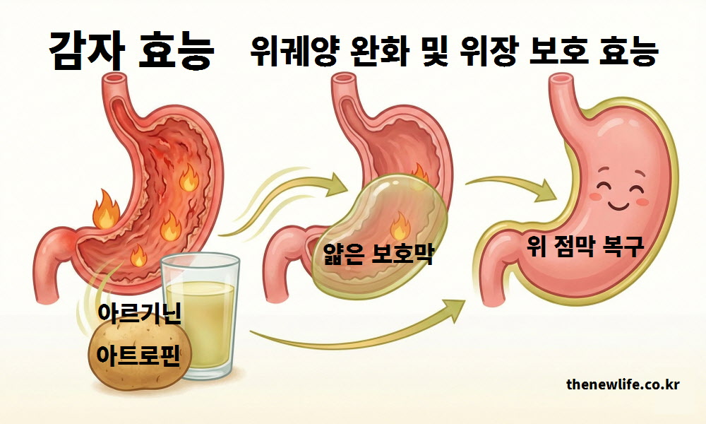 감자의 아르기닌과 아트로핀 성분이 위벽에 얇은 보호막을 형성하여, 위염과 위궤양을 완화하고 손상된 위 점막을 복구하는 치유 과정을 설명한 인포그래픽