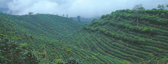 스타벅스의 지속 가능한 커피 재배 프로그램