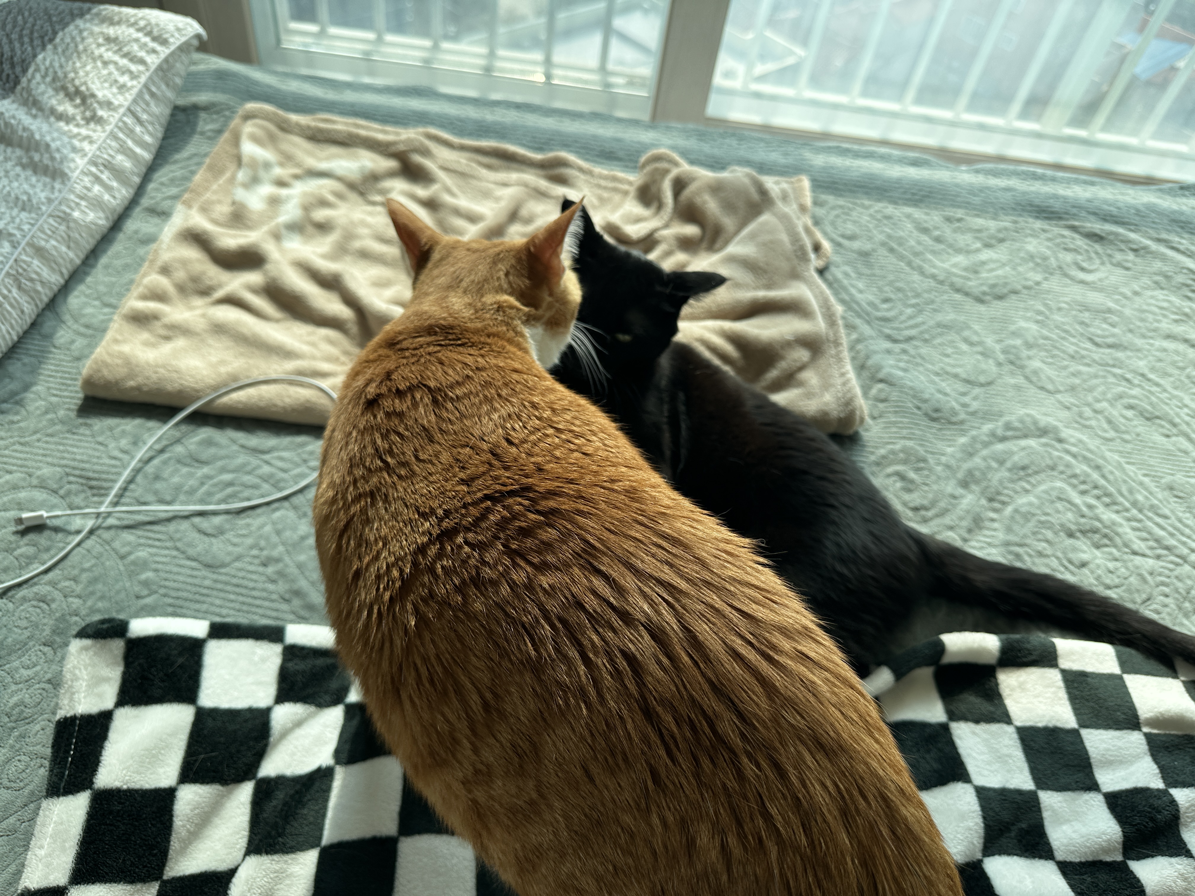 철든 형아와 철없는 동생