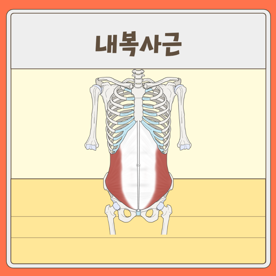 내복사근