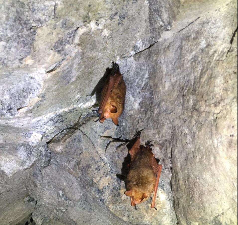 붉은박쥐는 왜 사라졌나?｜한국 멸종위기 야생동물 실태와 보호대책