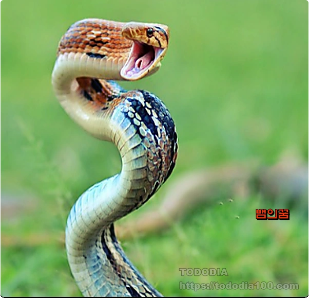 뱀꿈-꿈해몽-5