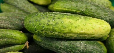 오이-효능-3