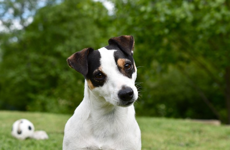 잭 러셀 테리어