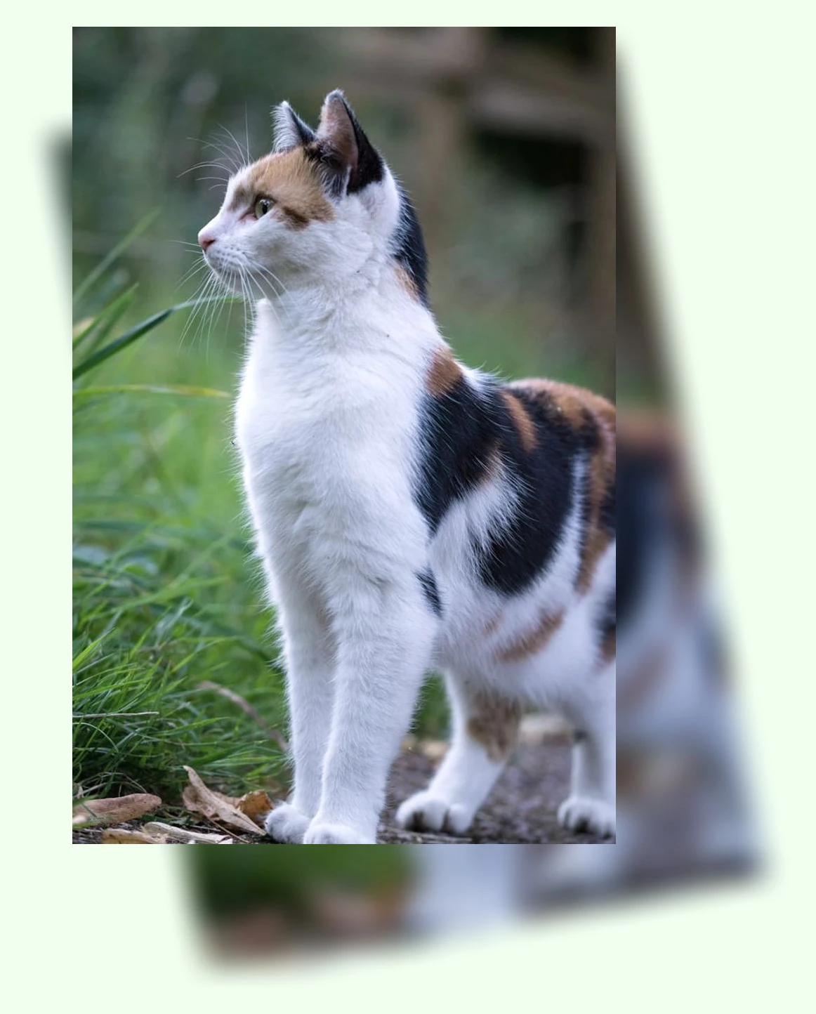 고양이 건강 관리_1_subsection