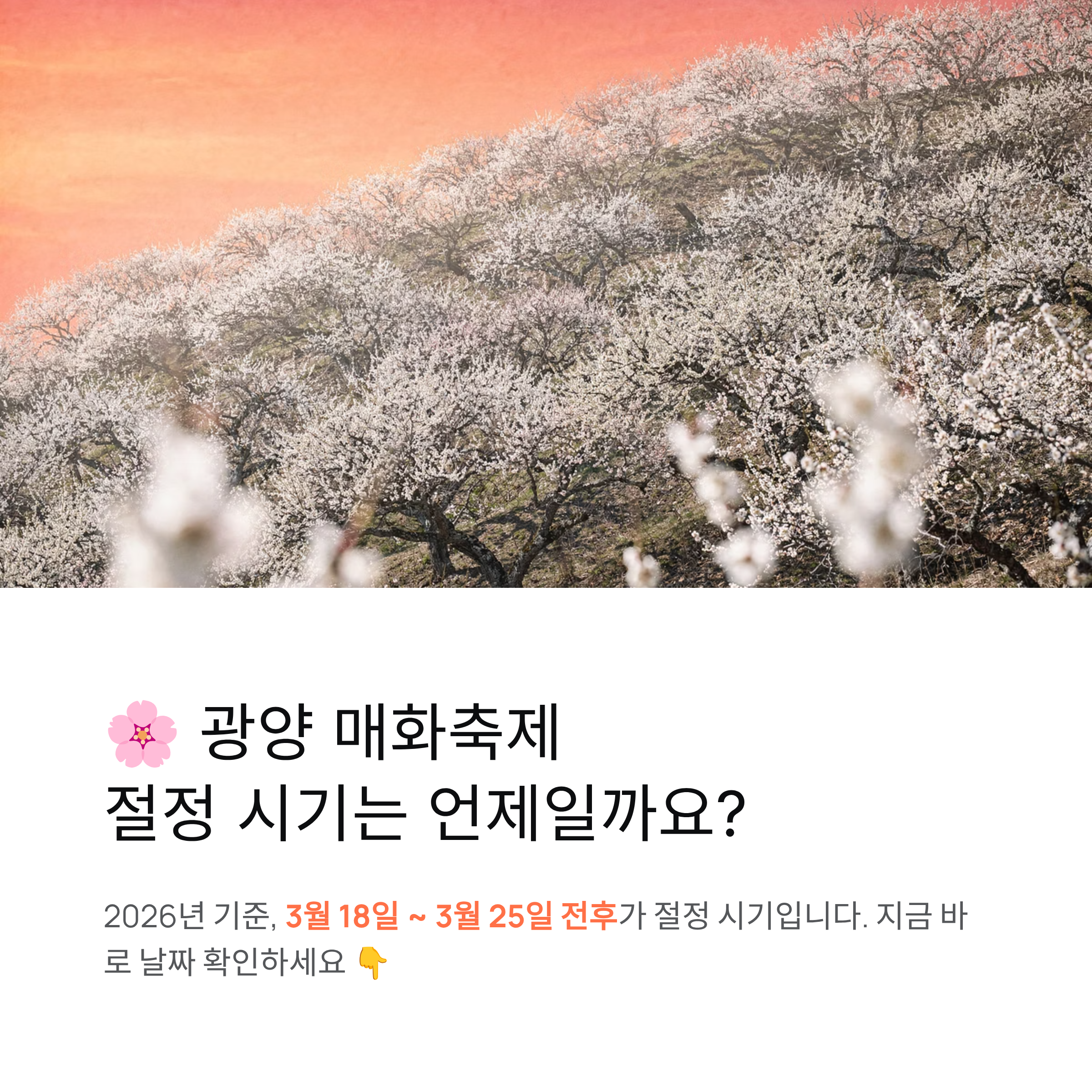 광양 매화축제장 매화 절정 시기 (2026 기준)