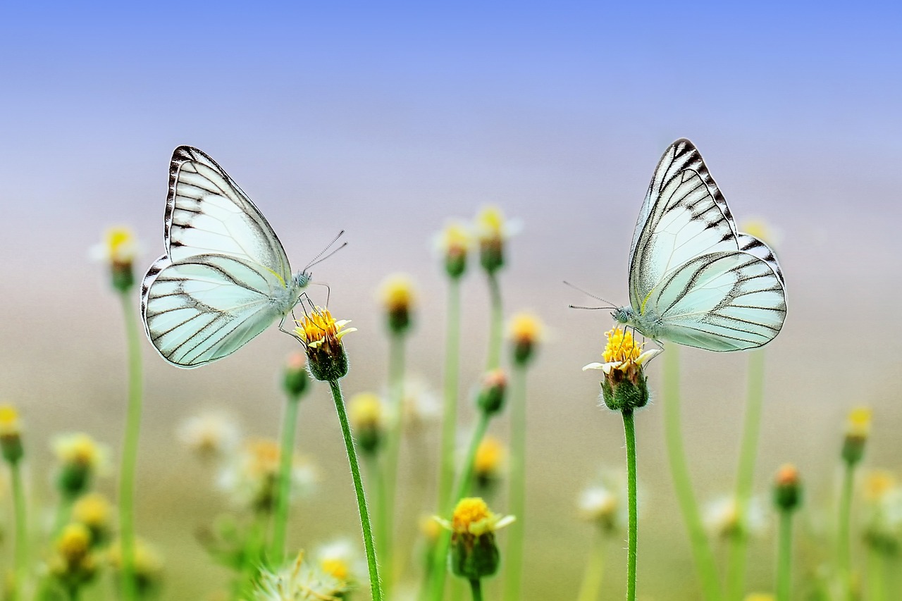 🦋 나비는 어떻게 태어나고 자랄까? 꽃과 함께 춤추는 곤충 이야기