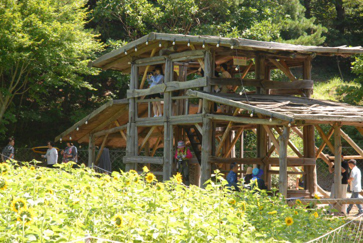 태백 해바라기축제