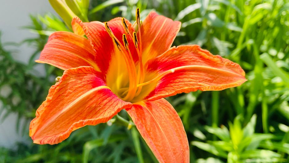 Close-up of a vibrant orange day-lily in full bloom, showcasing its vivid colors and intricate petals.
