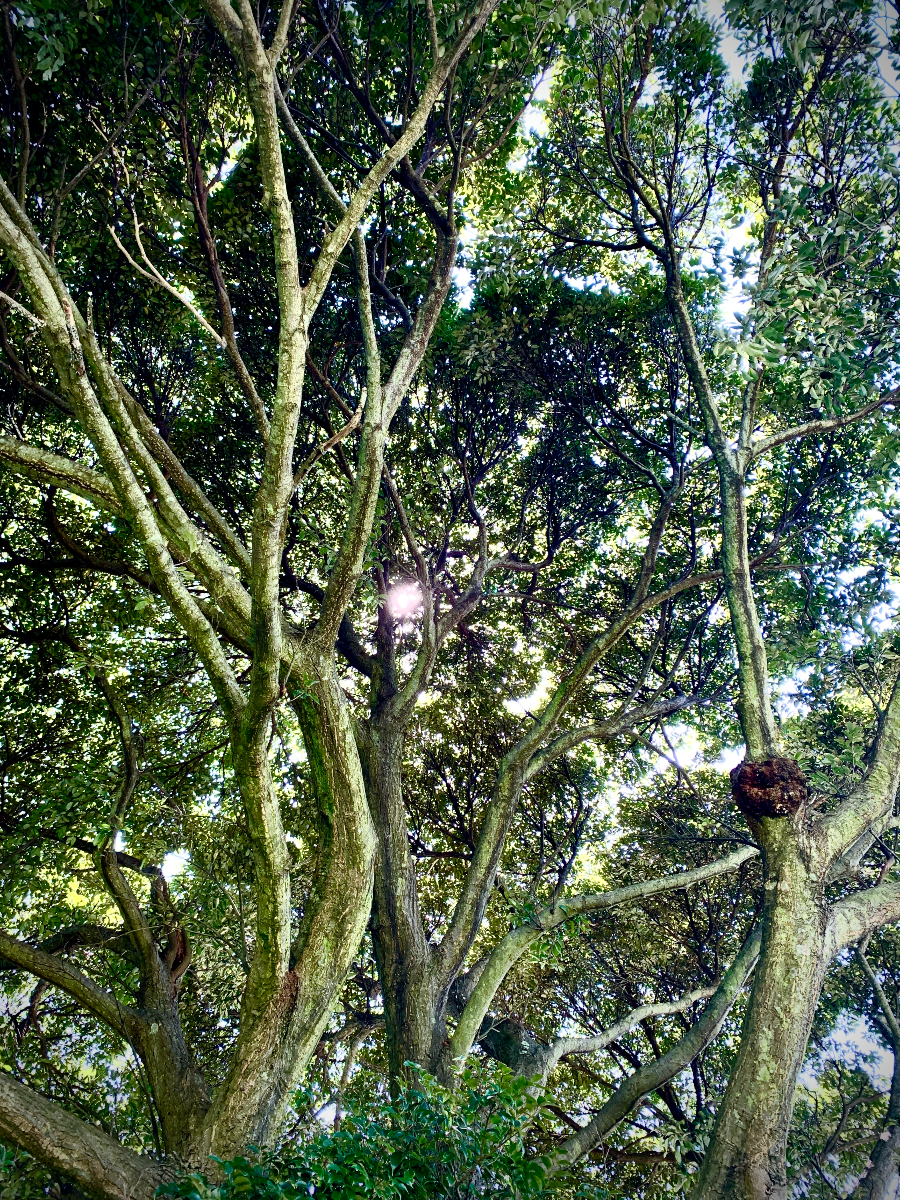 사이프러스 CC 골프장 풍경