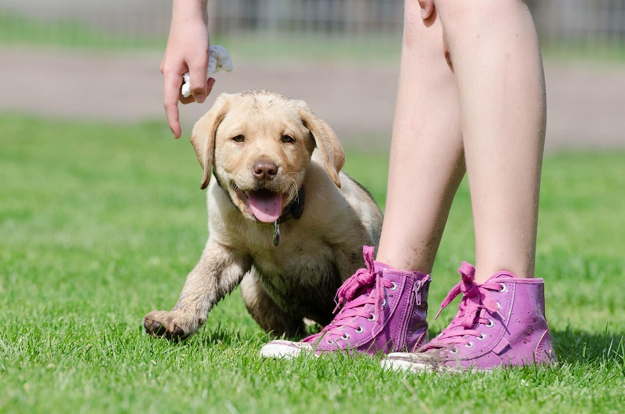Attachment Formation in Dogs - 강아지 애착 형성