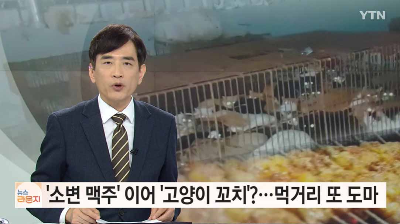 양꼬치에 양 대신 고양이 고기 뉴스 기사 이미지