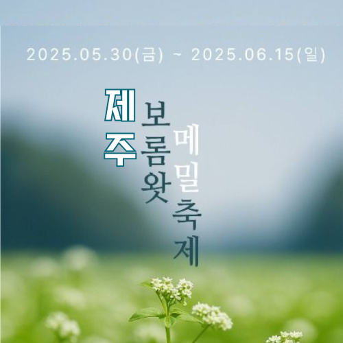 2025 보롬왓 메밀축제 제주 봄을 알리는 하얀 물결 속으로!