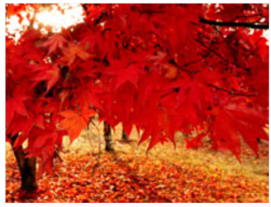 연휴에 가볼까? 남이섬 가족 나들이 놀거리, 볼거리, 먹거리 관련 남이섬 단풍숲 사진