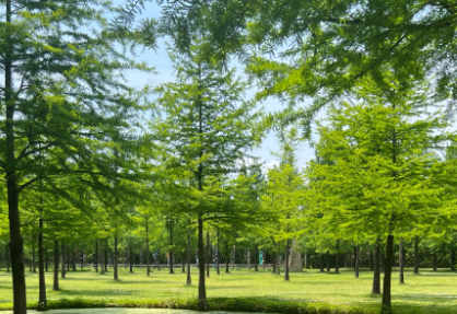 담양 메타세쿼이아길