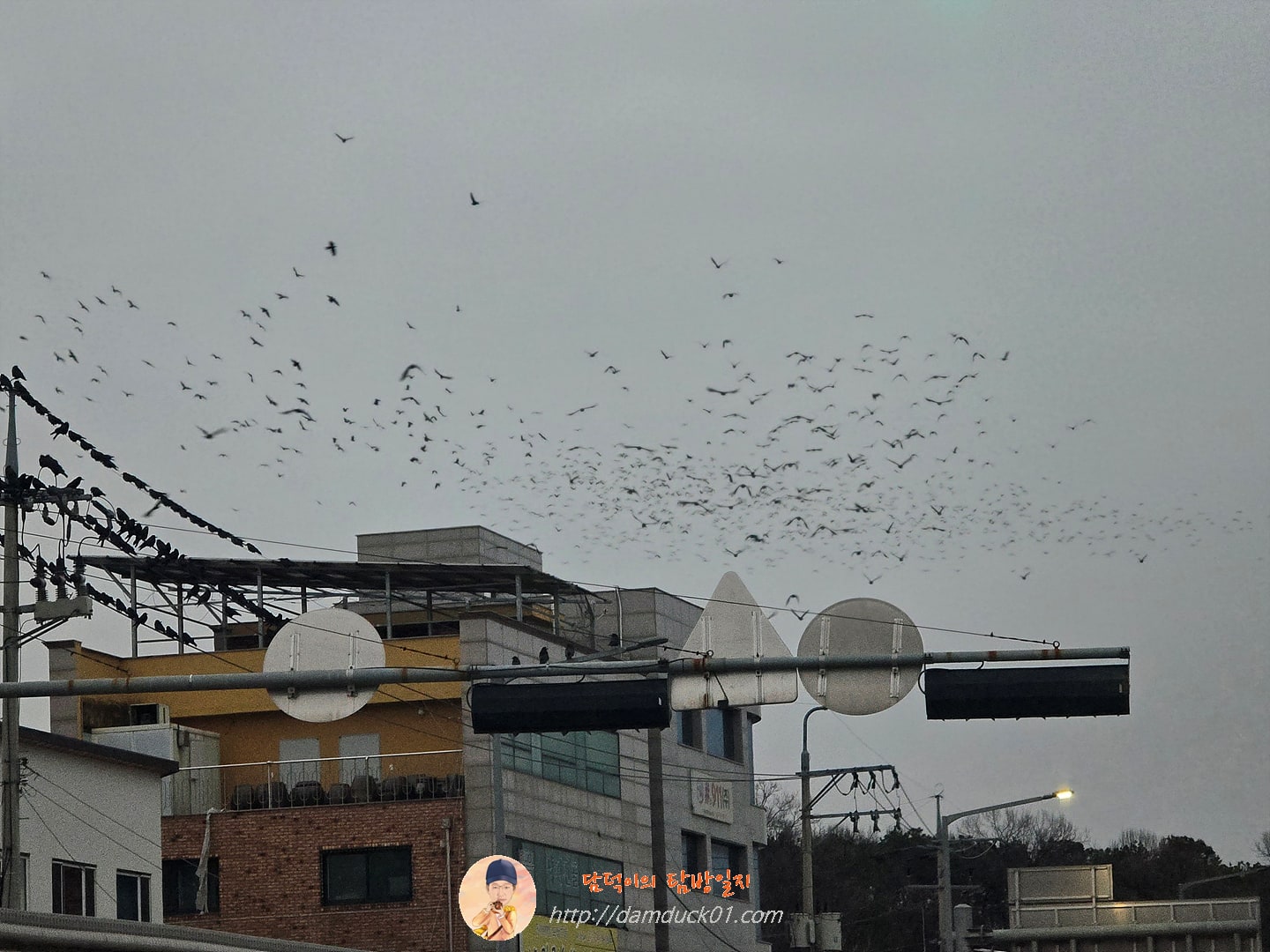 2026년 1월 14일 화성 매송면 까마귀떼