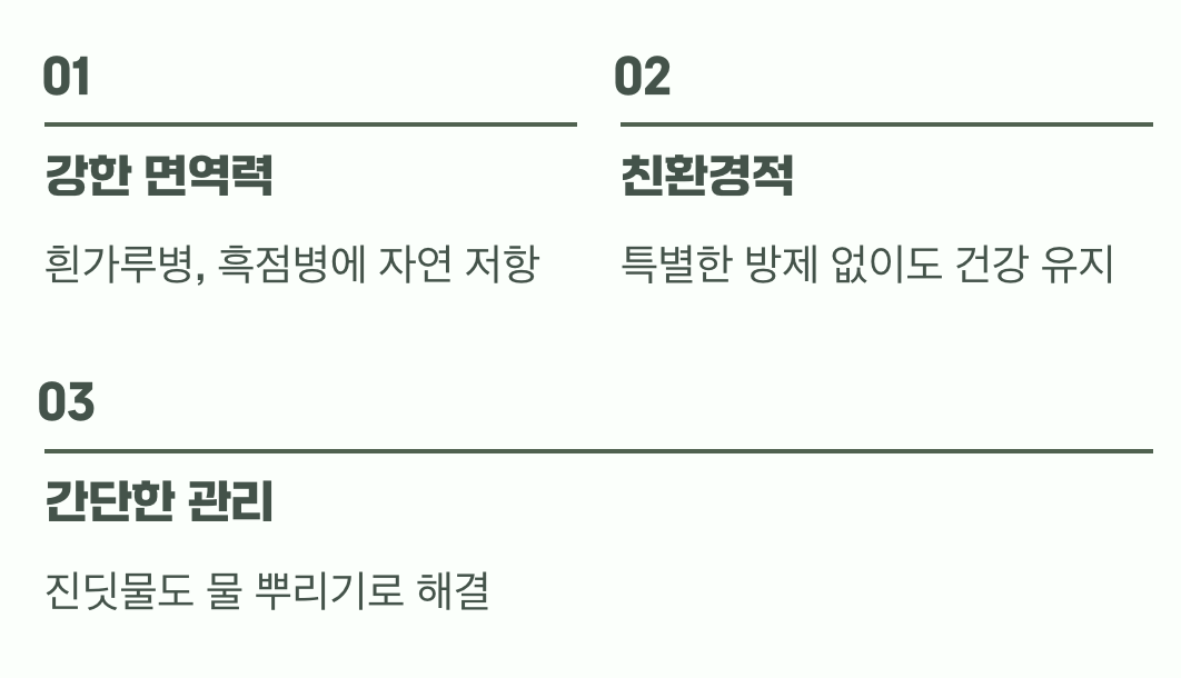 5. 병충해 걱정 없는 착한 장미