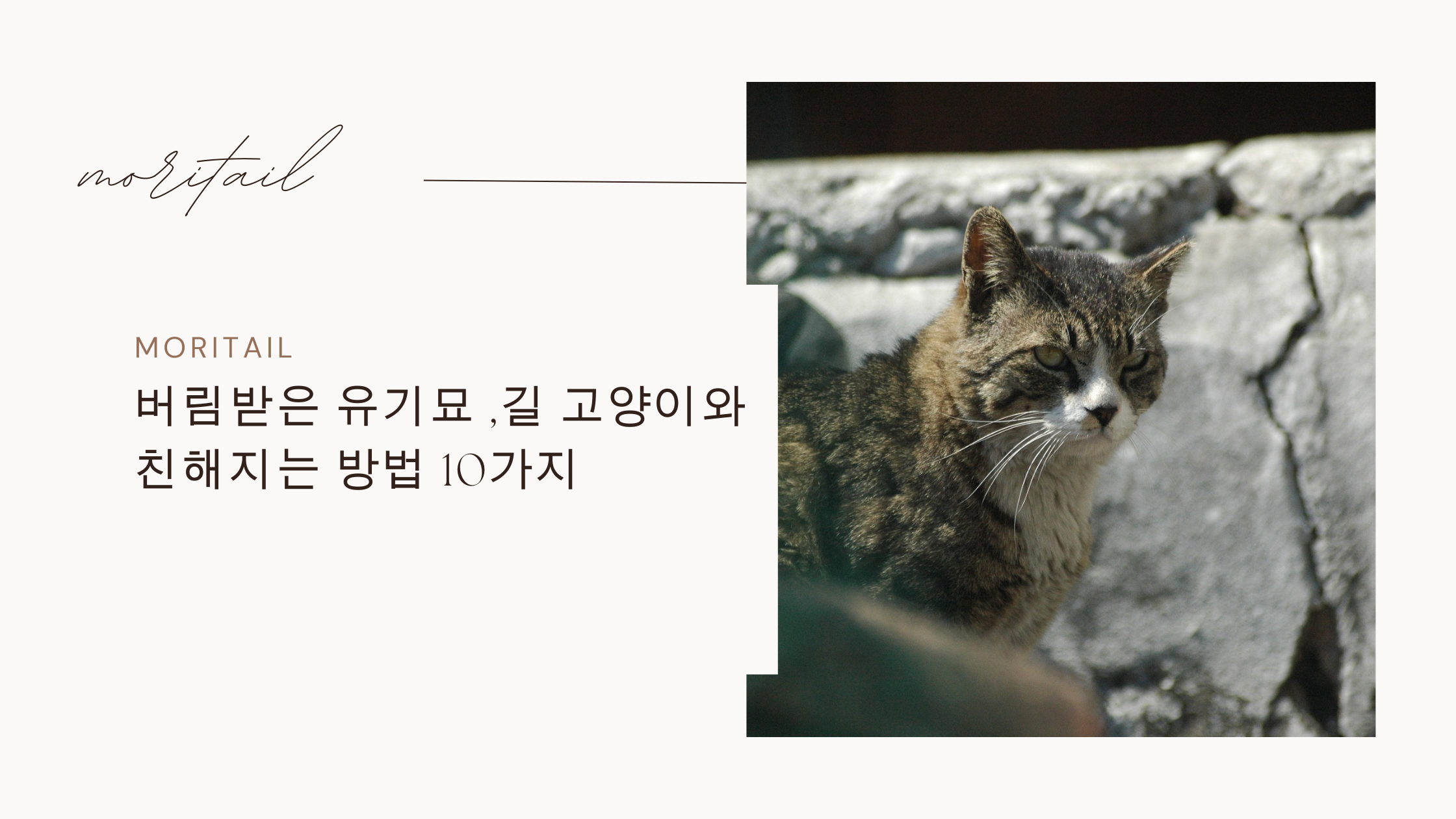 버림받은 유기묘 ,길 고양이와 친해지는 방법 10가지